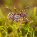 Phanerobunus asperrimus - Photo (c) Marshal Hedin, some rights reserved (CC BY-NC-SA), uploaded by Marshal Hedin