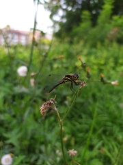 Sympetrum danae