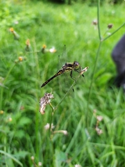 Sympetrum danae