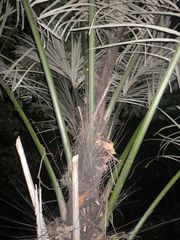 Arenga pinnata