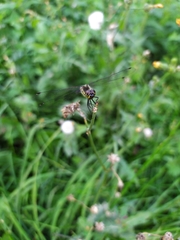 Sympetrum danae