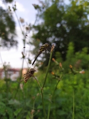 Sympetrum danae
