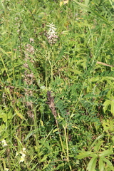Astragalus uliginosus