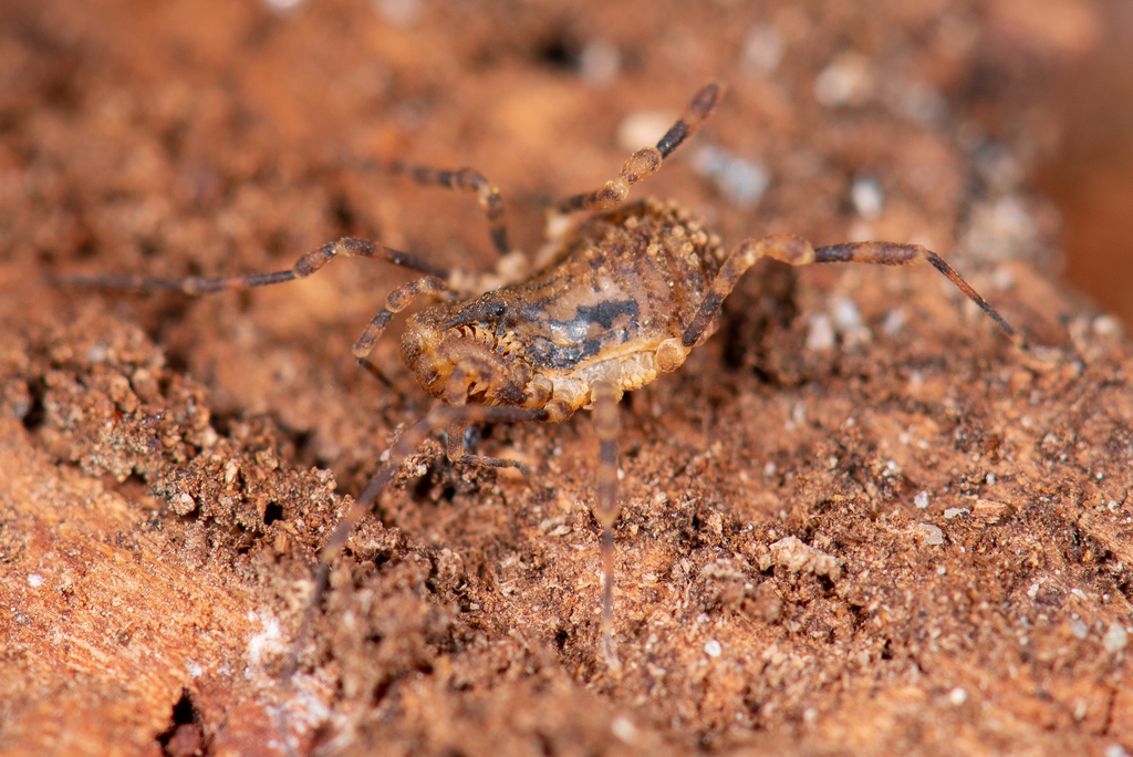 Triaenobunus cornutus