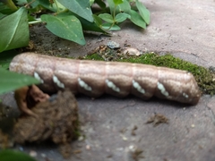 Eumorpha achemon