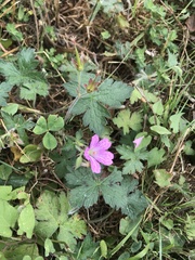 Geranium endressii