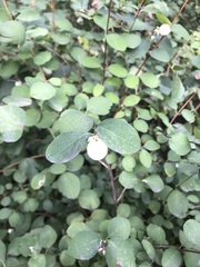 Symphoricarpos albus
