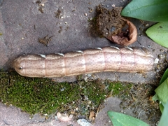 Eumorpha achemon