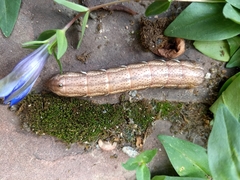 Eumorpha achemon