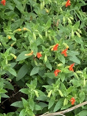 Erythranthe cinnabarina