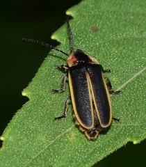 Photinus indictus