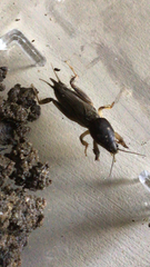 Neoscapteriscus borellii