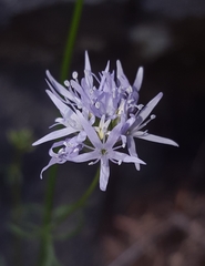 Gilia capitata capitata