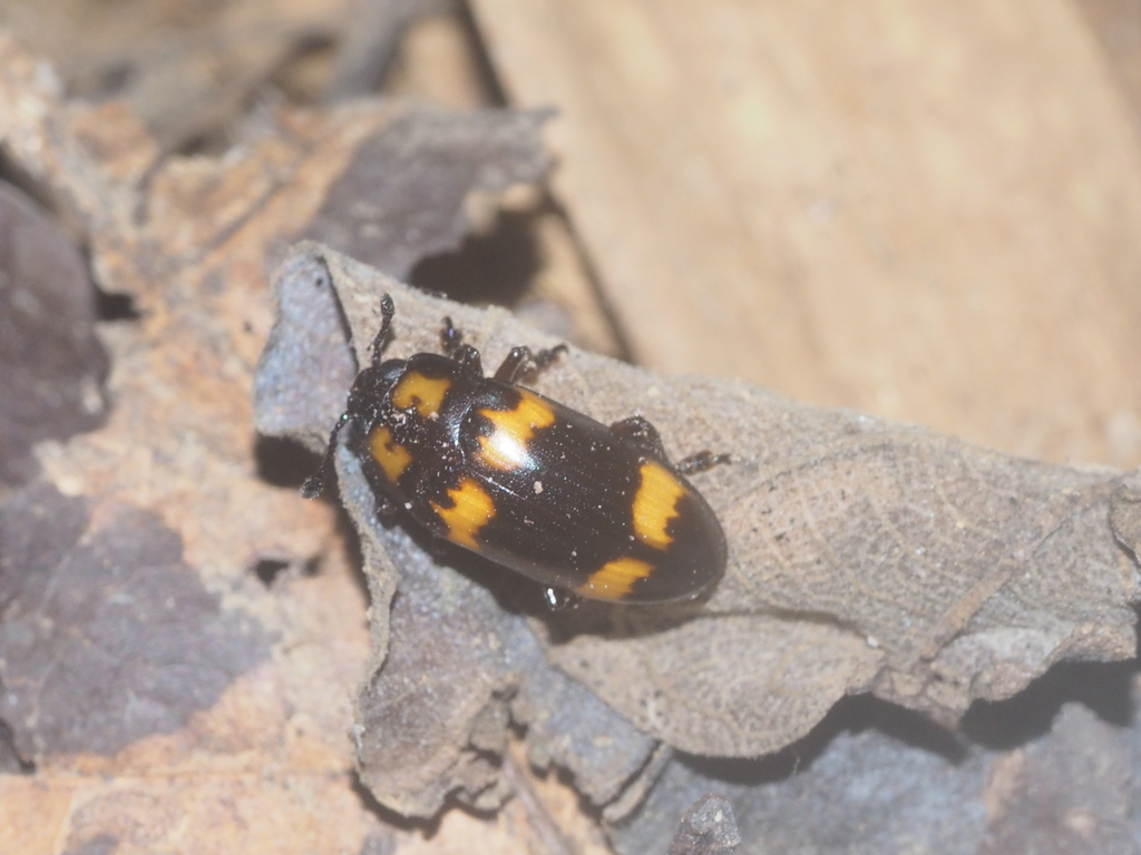 Micrencaustes javana