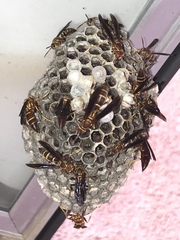 Polistes arizonensis
