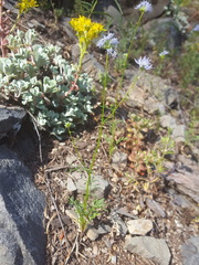 Gilia capitata capitata