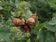 Eriosoma lanuginosum