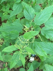Urtica dioica