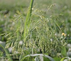 Panicum miliaceum ruderale