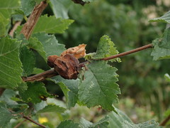 Eriosoma lanuginosum