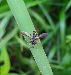 Conops