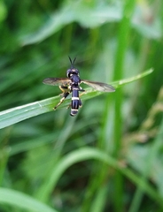 Conops