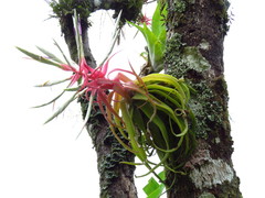 Tillandsia streptophylla