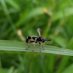 Conops