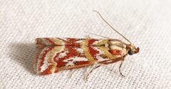 Acrobasis porphyrella