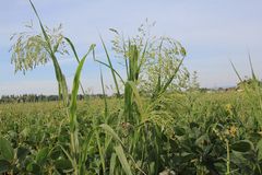 Panicum miliaceum ruderale