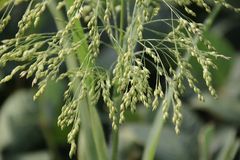 Panicum miliaceum ruderale