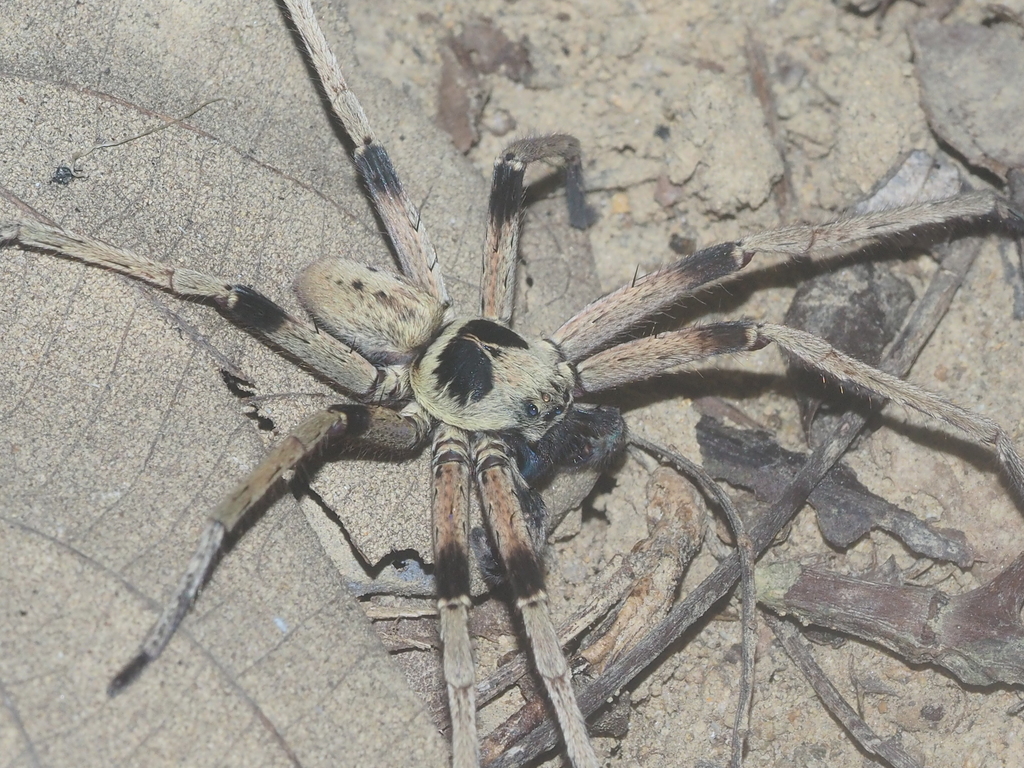 Heteropoda martinae