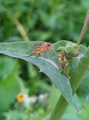 Rhagio