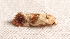Neocochylis millierana