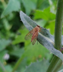Rhagio