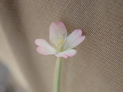Epilobium roseum