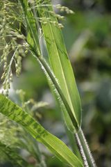 Panicum miliaceum ruderale