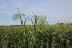 Panicum miliaceum ruderale