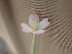 Epilobium roseum