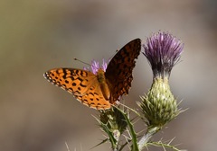 Speyeria coronis carolae