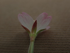 Epilobium roseum