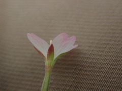 Epilobium roseum