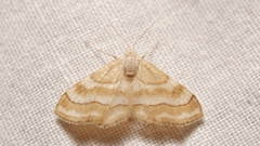 Idaea circuitaria