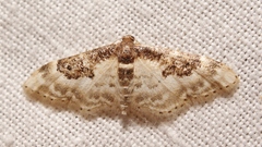 Idaea mustelata
