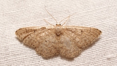 Idaea obsoletaria