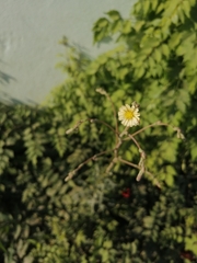 Lactuca saligna