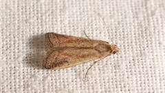 Metallostichodes nigrocyanella