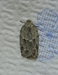 Acleris placidana