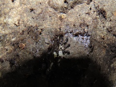 Temnothorax longispinosus