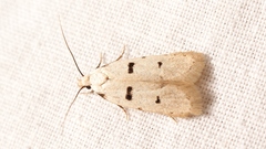 Stibaromacha ratella